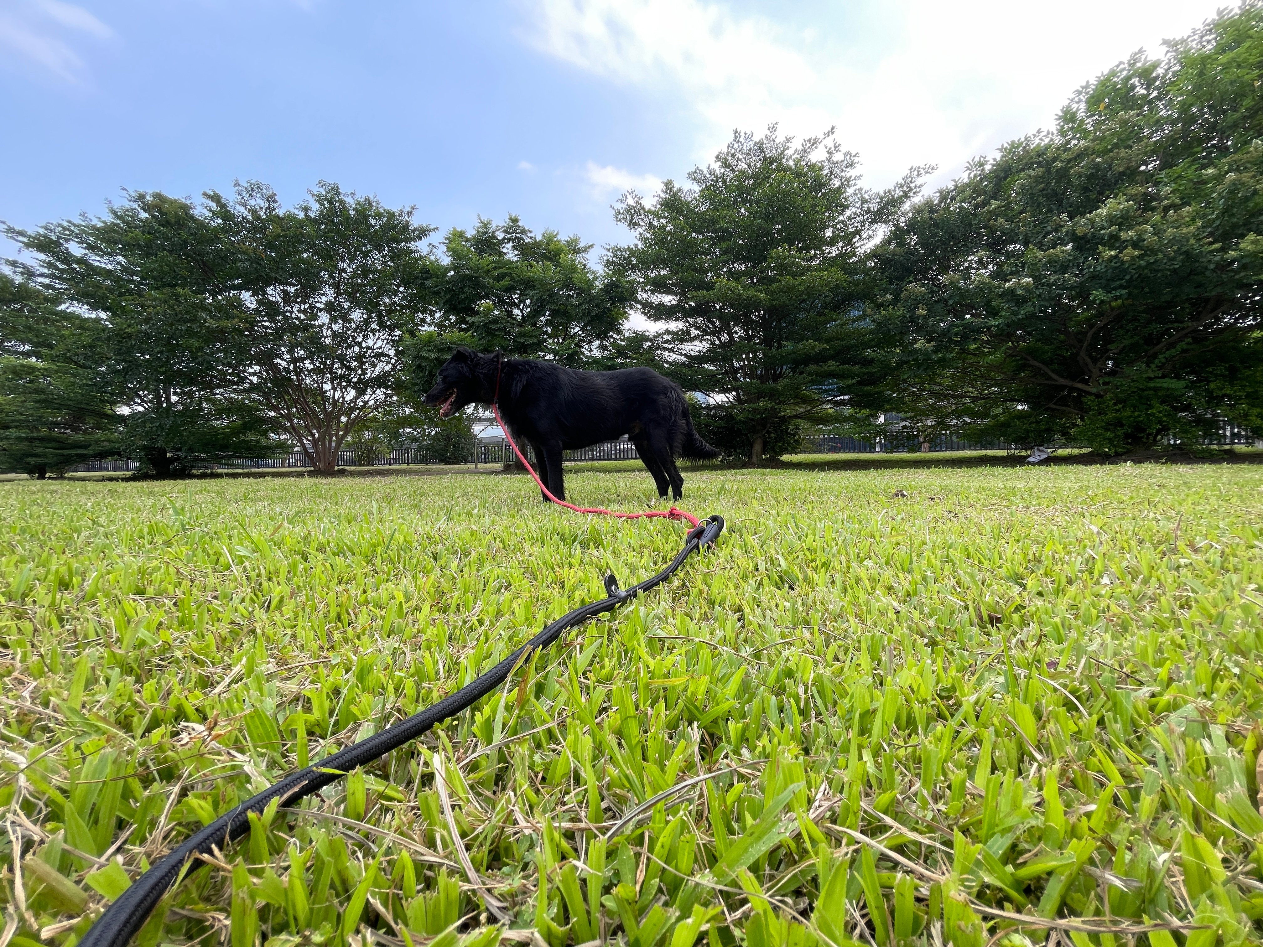 草地上黑色狗狗在綠樹下散步