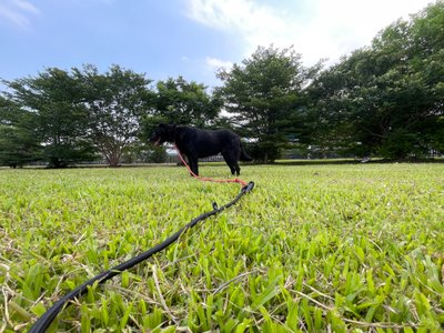 草地上黑色狗狗在綠樹下散步